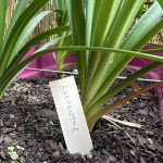 Photo d'un Petit Piquet planté en terre qui identifie une plante