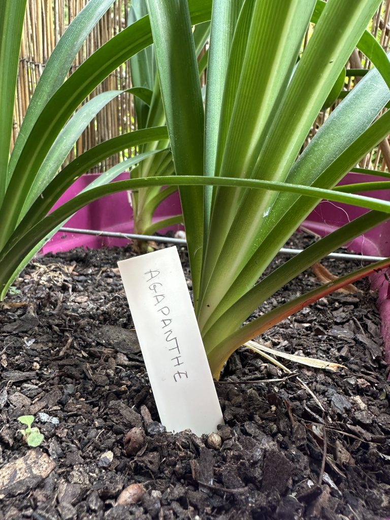 Photo d'un Petit Piquet planté en terre qui identifie une plante