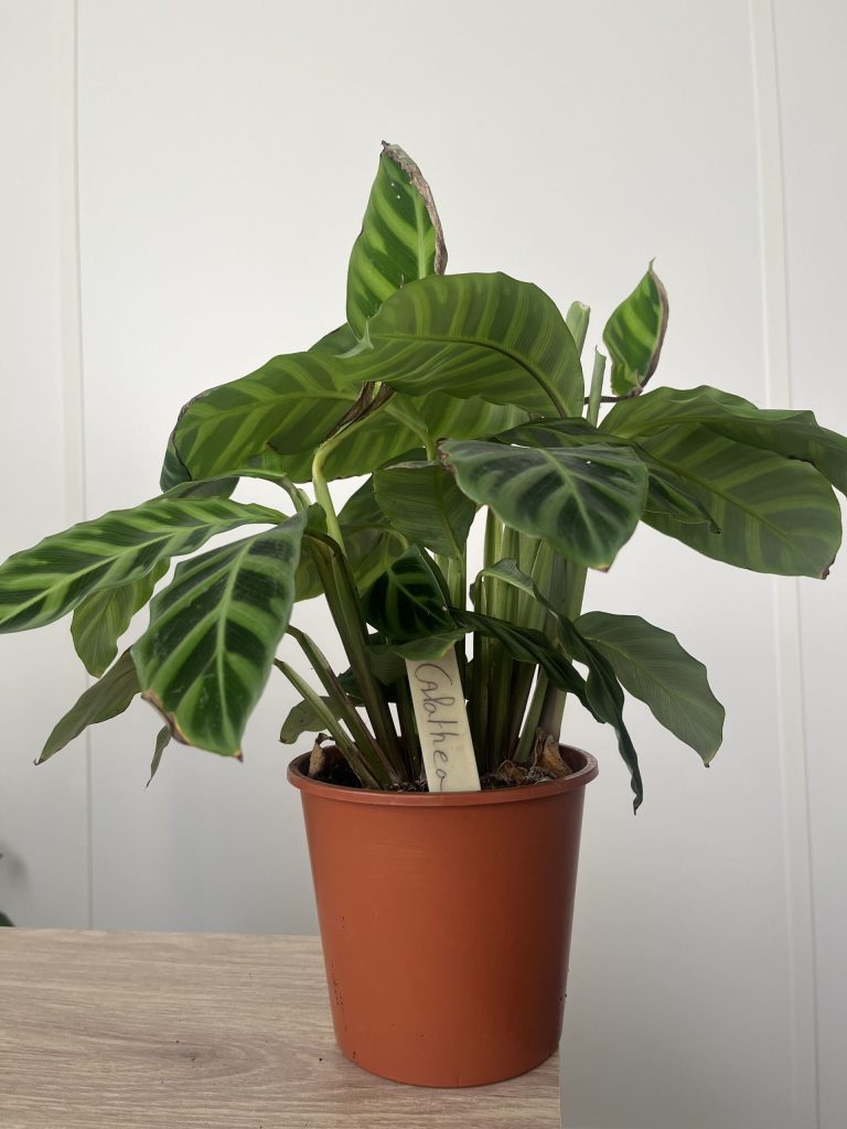 Plante avec une étiquette d'identification