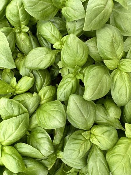 Feuilles de basilic cultivées dans un jardin