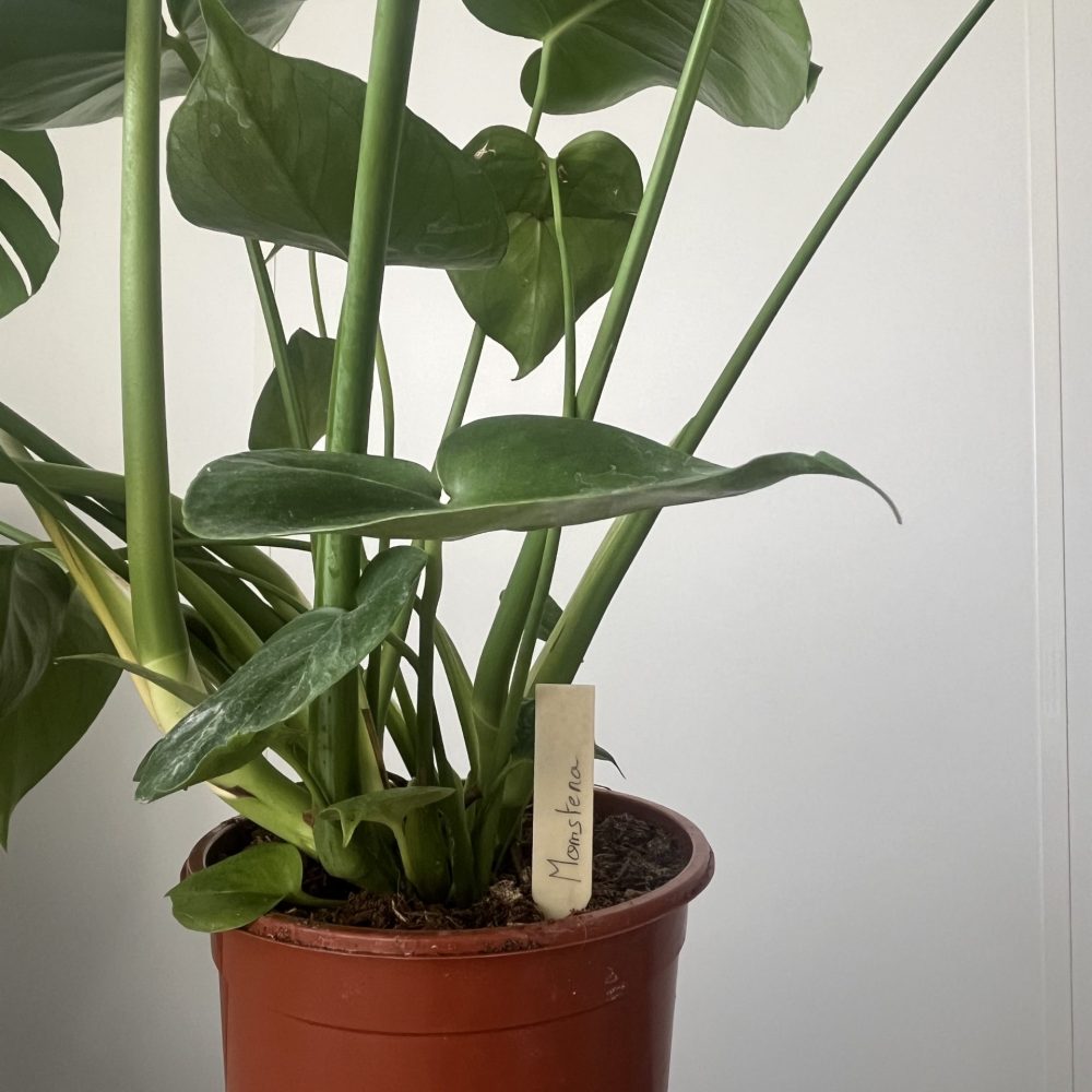 Plante avec étiquette de semis