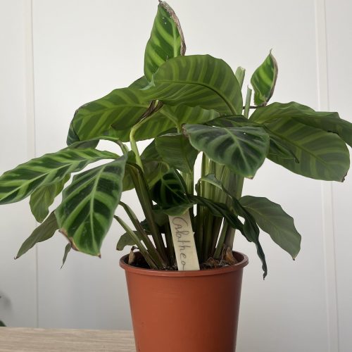 Plante avec une étiquette d'identification