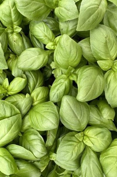Feuilles de basilic cultivées dans un jardin