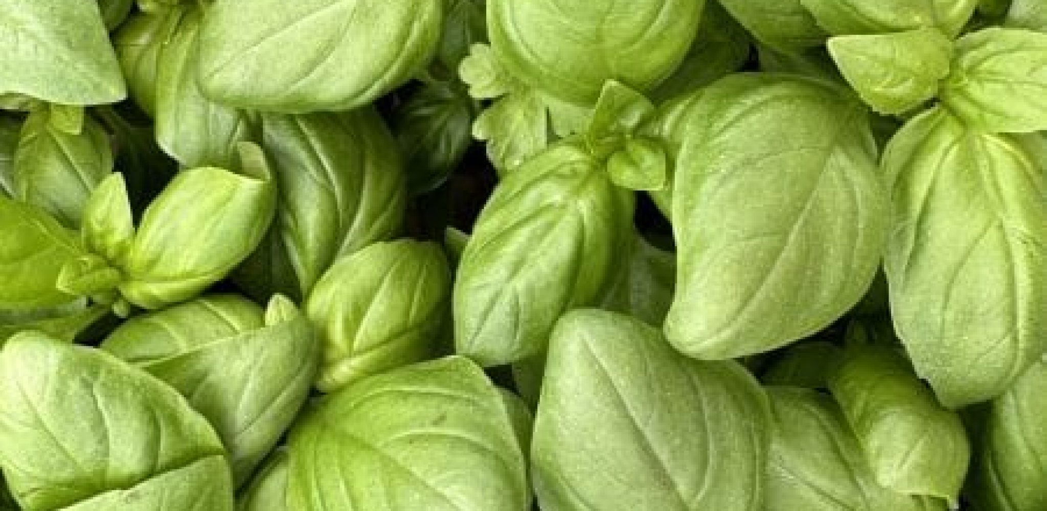 Feuilles de basilic cultivées dans un jardin