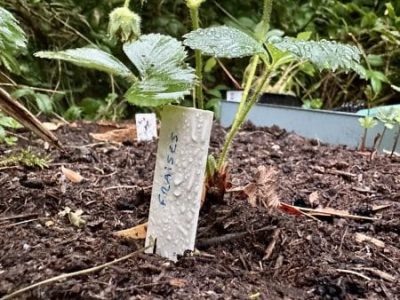 Piquet d'identification horticole avec écrit fraise planté dans un fraisier