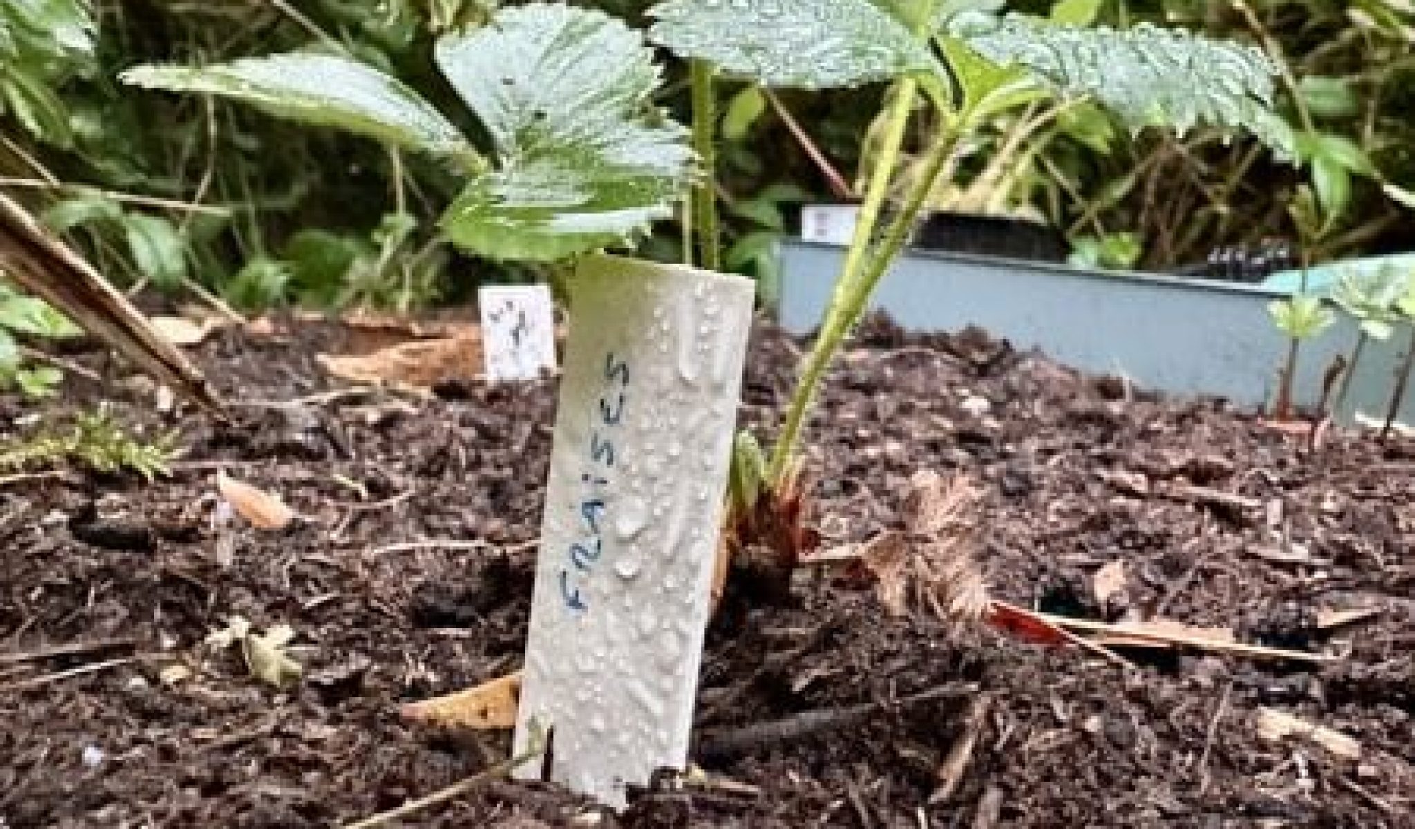 Piquet d'identification horticole avec écrit fraise planté dans un fraisier